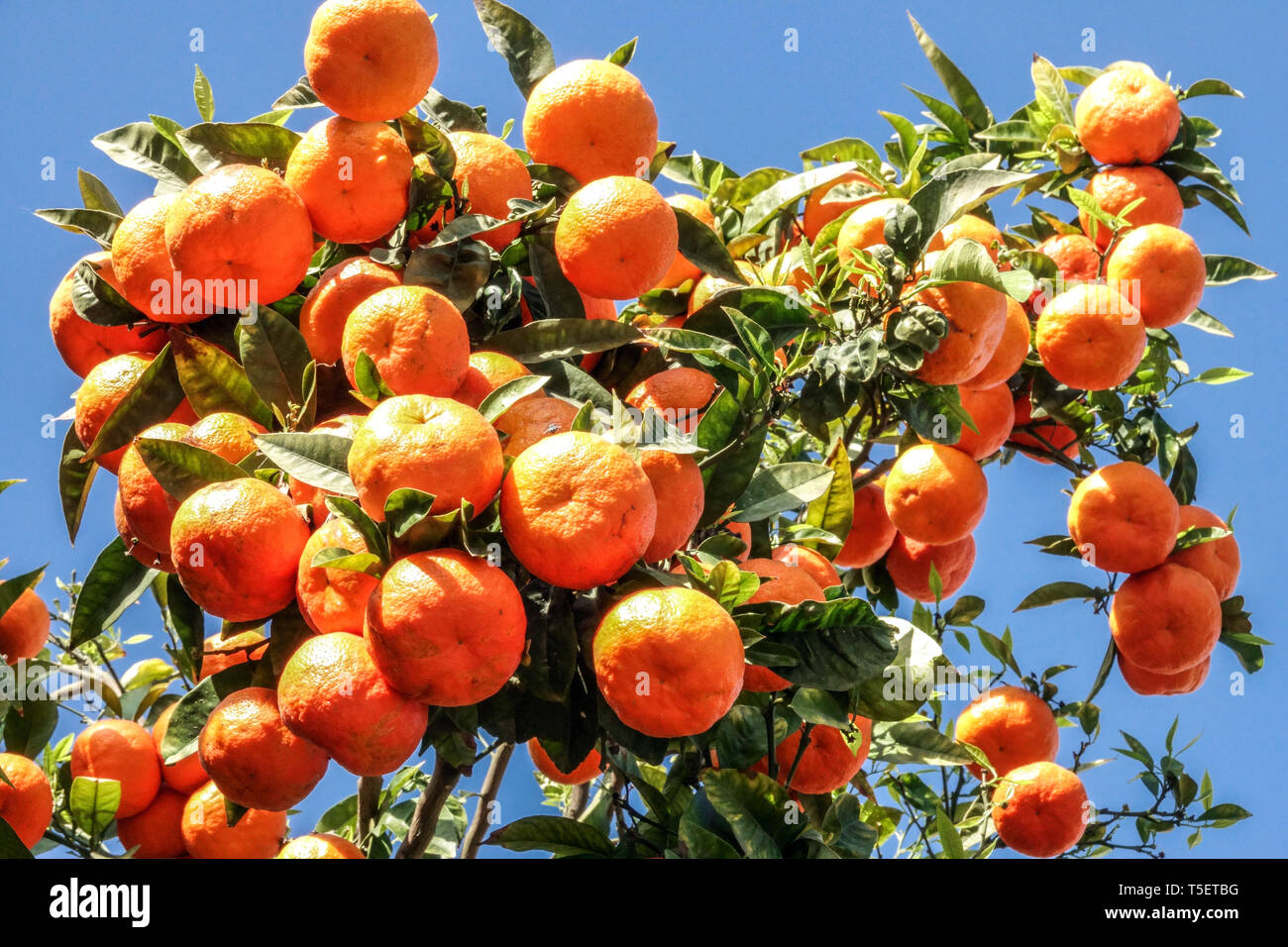 Valencia oranges, a lot of fruits on tree, Spain oranges Europe Stock