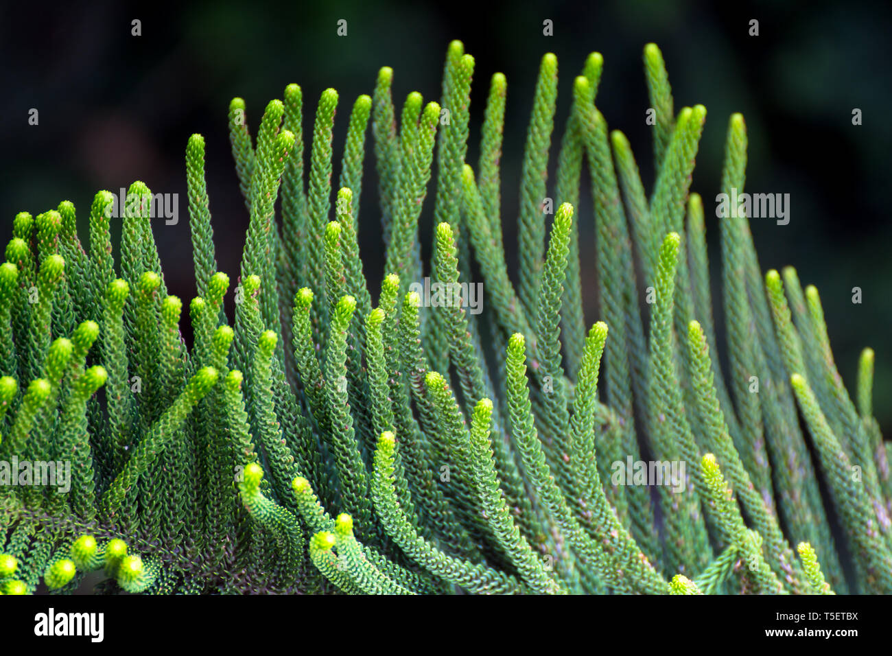 Cryptomeria japonica (Dhupi) tree closeup leafs Stock Photo