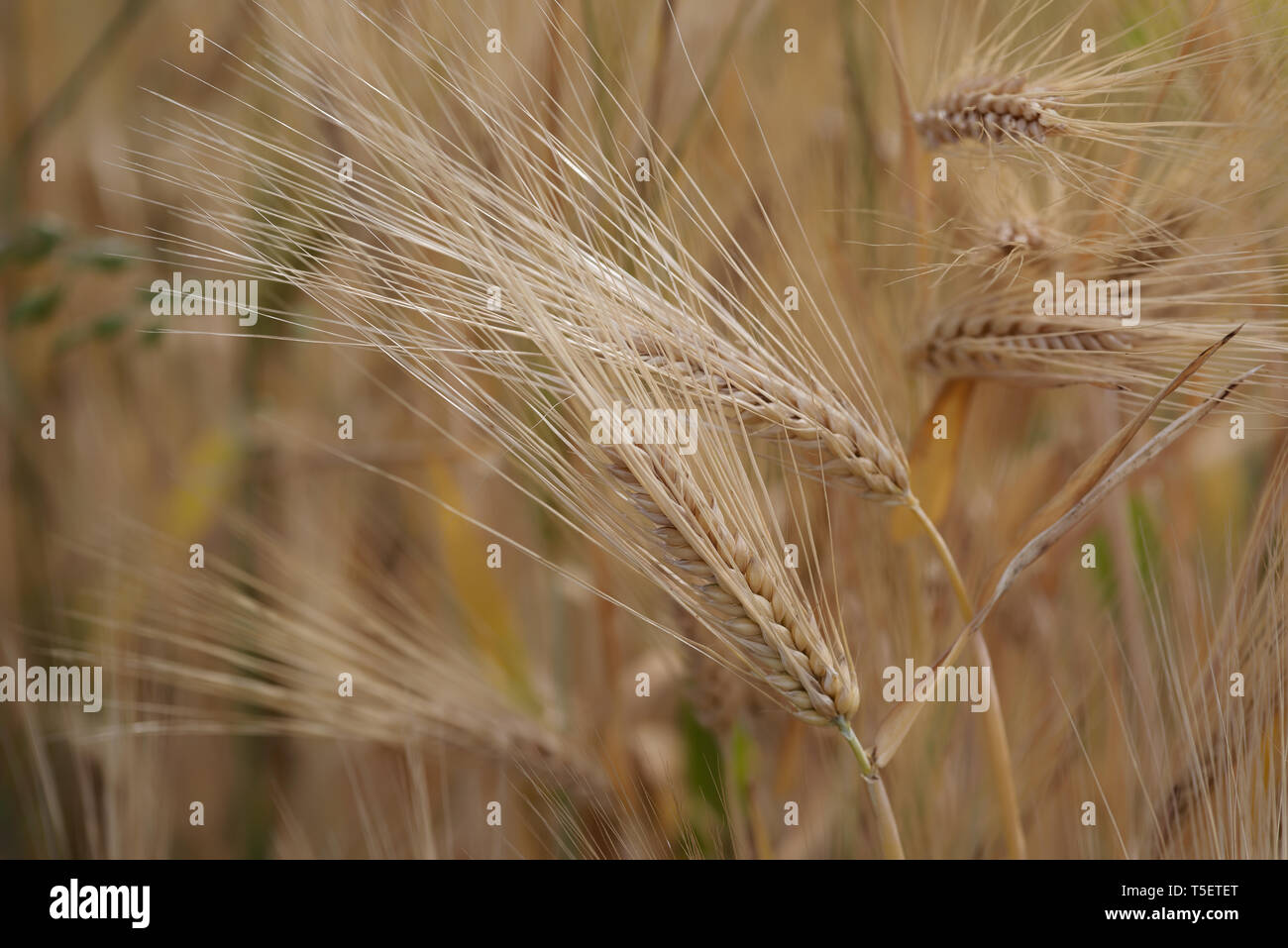 Close up shot of two cereal plant stems against the plantation Stock Photo