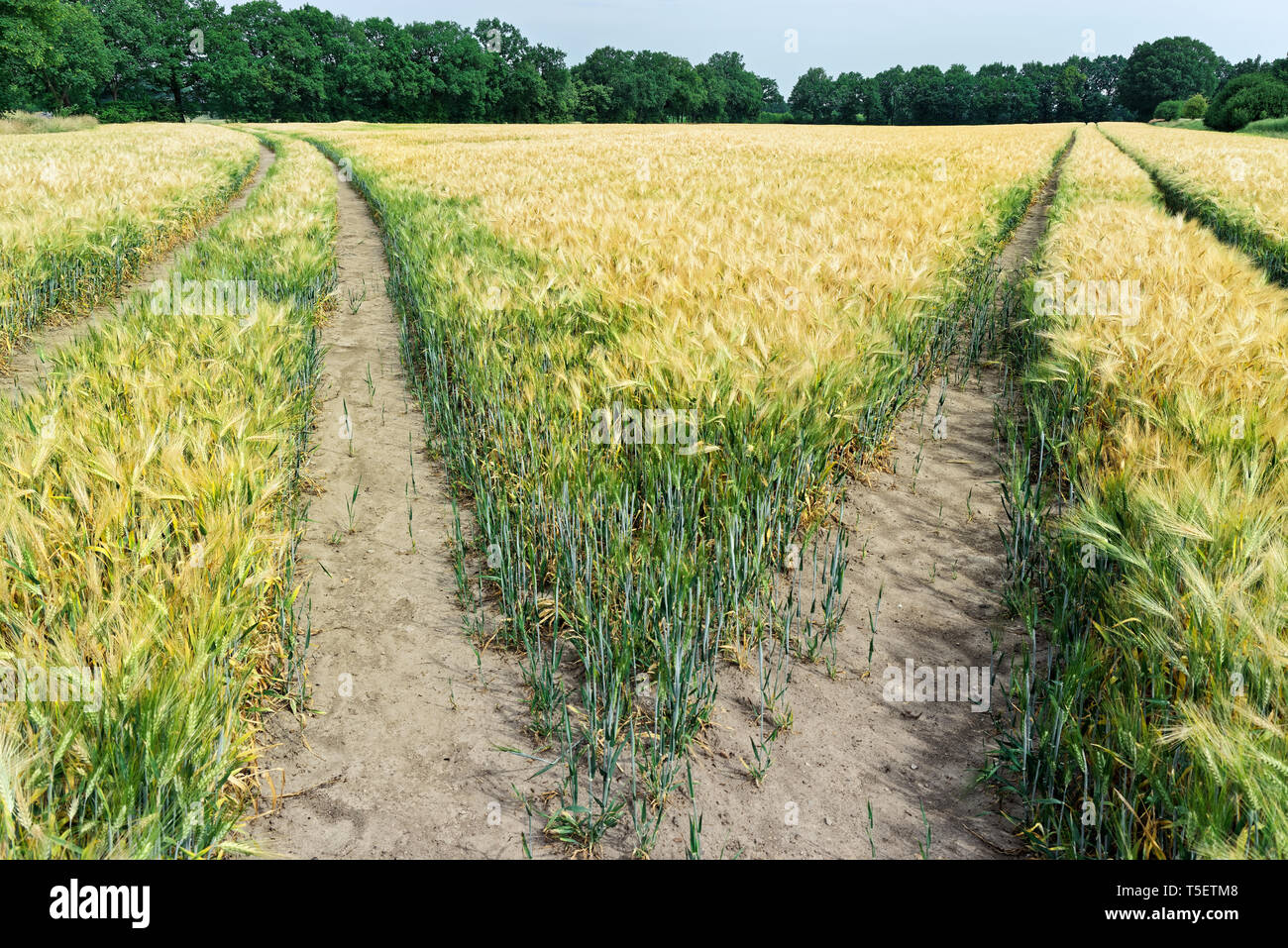 Nature scene of tractor tracks in the plantation of cereal plants and ...