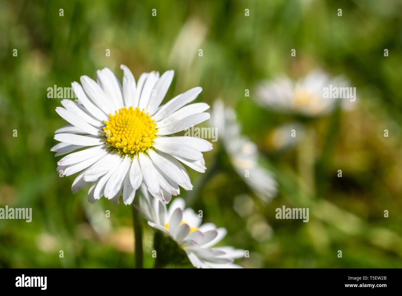 Fresh Daisy flower on green meadow. Springtime concept Stock Photo Alamy