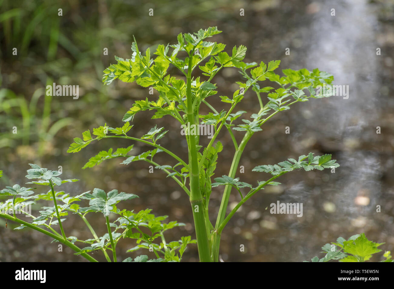 Young Spring foliage of a Hemlock Water-Dropwort / Oenanthe crocata plant beside a drainage ditch. Highly poisonous plant with affinity for water. Stock Photo