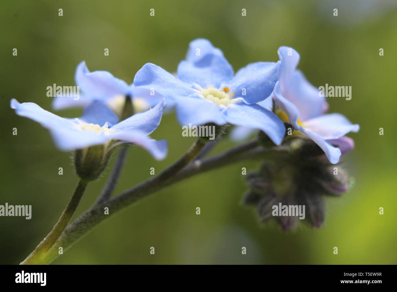 Extreme close up of beautiful Mysotis (Forget me not) flowers in a natural outdoor setting in the spring. Selective focus. Stock Photo