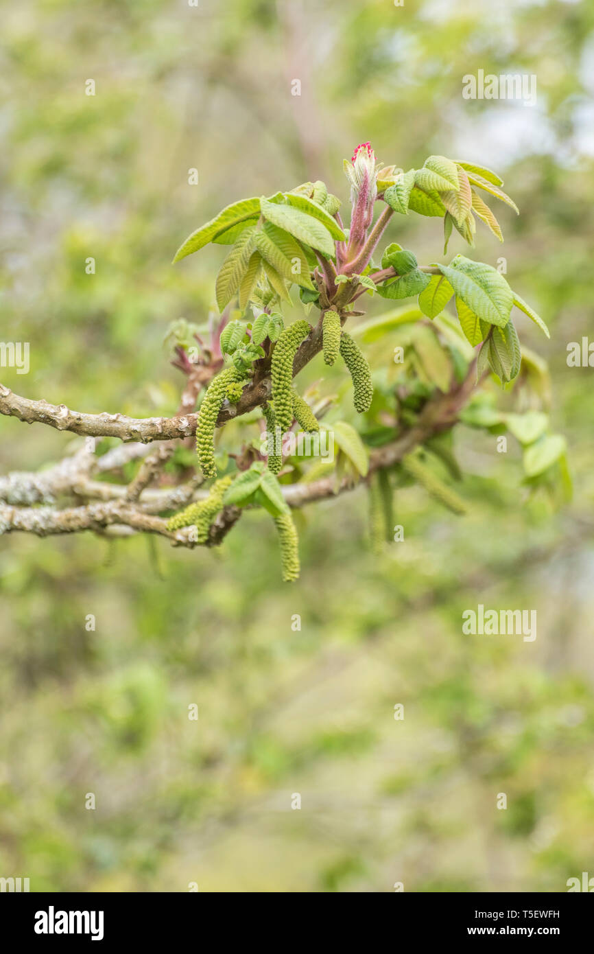 Springtime leaves of Japanese Walnut / Juglans ailantifolia with flowerbuds emerging and which will eventually produce Walnut nuts. Used medicinally. Stock Photo