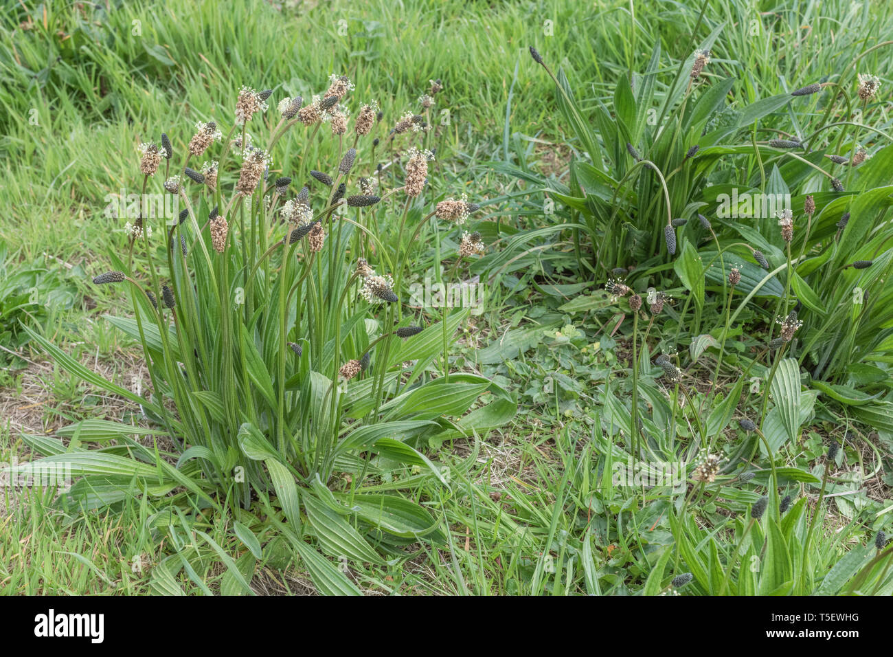 Flowering Ribwort / Plantago lanceolata, Ribwort flowers growing in Spring. Leaves edible as survival food if cooked. Former medicinal plant. Stock Photo