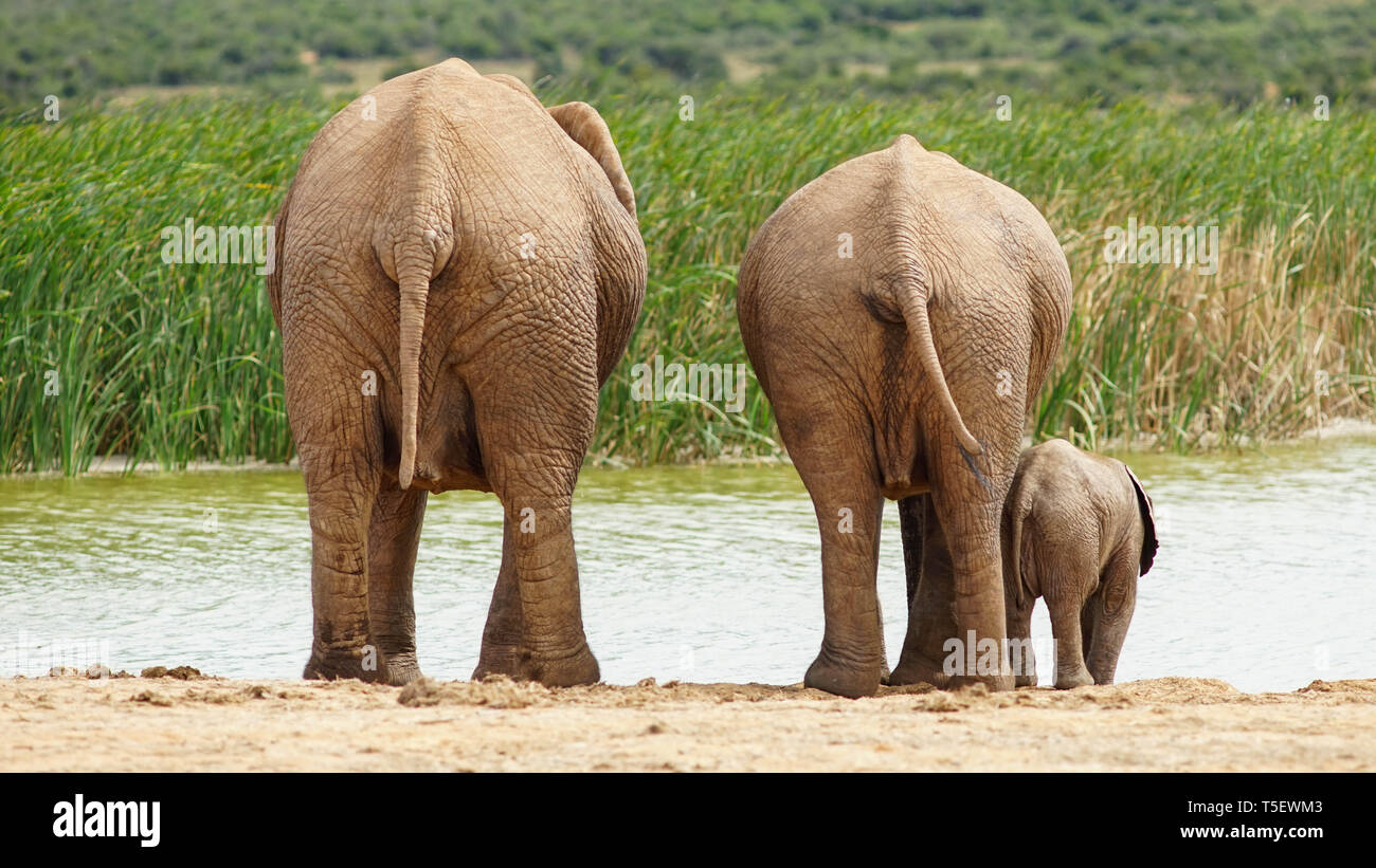 Elephant family having  break at the waterhole, Addo Elephant Park, South Africa Stock Photo