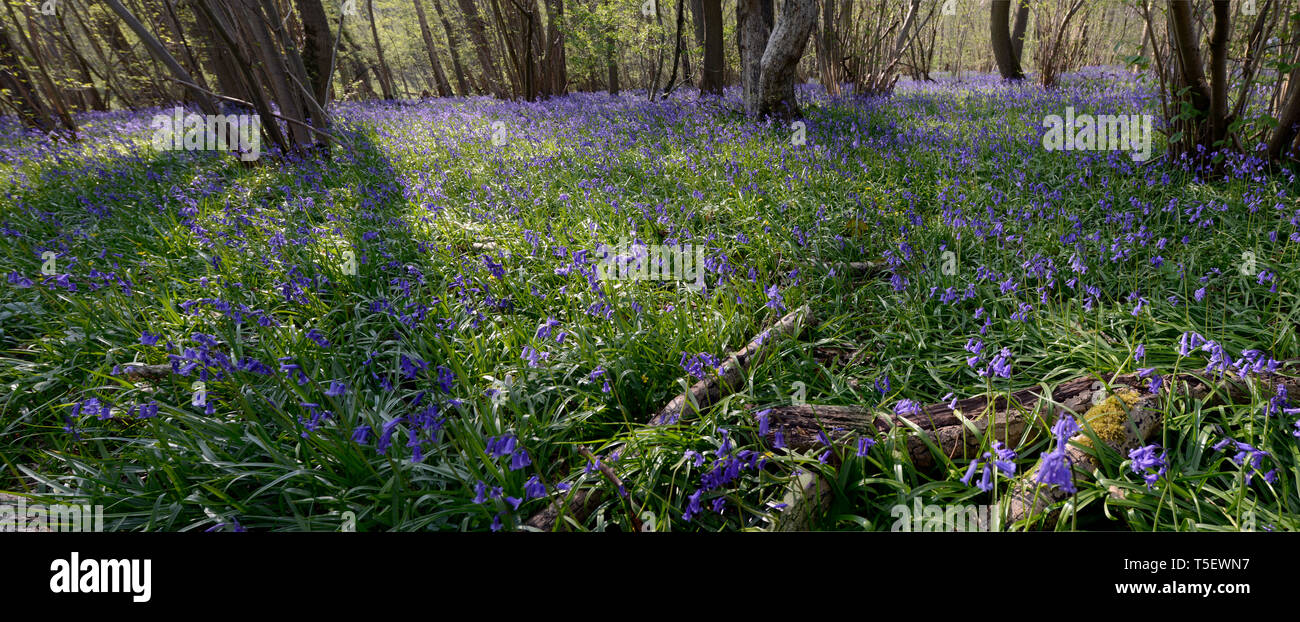 Panorama of bluebells carpeting forest floor of the ancient woodland at Waresley Wood, Great Gransden, Cambridgeshire, England Stock Photo