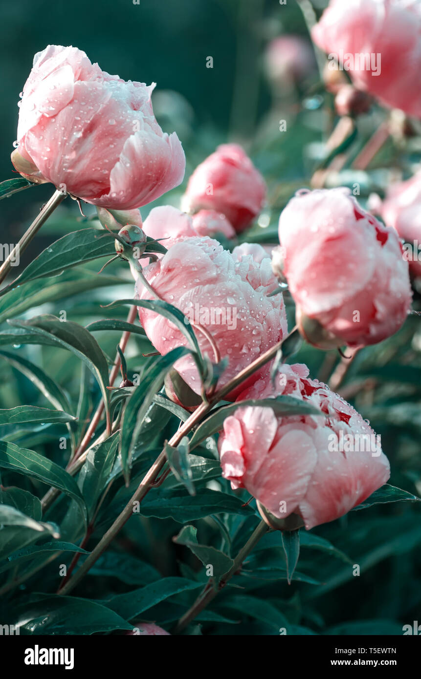 Blooming pink peonies in the summer garden. Coral color Stock Photo - Alamy