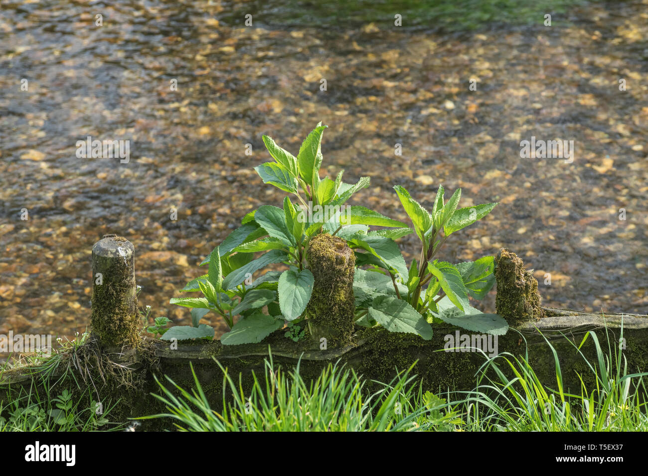 Pre-flowering Water Figwort / Scrophulria aquatica growing from the side of a wooden flood defence barrier. Metaphor flood prone. Medicinal plant. Stock Photo