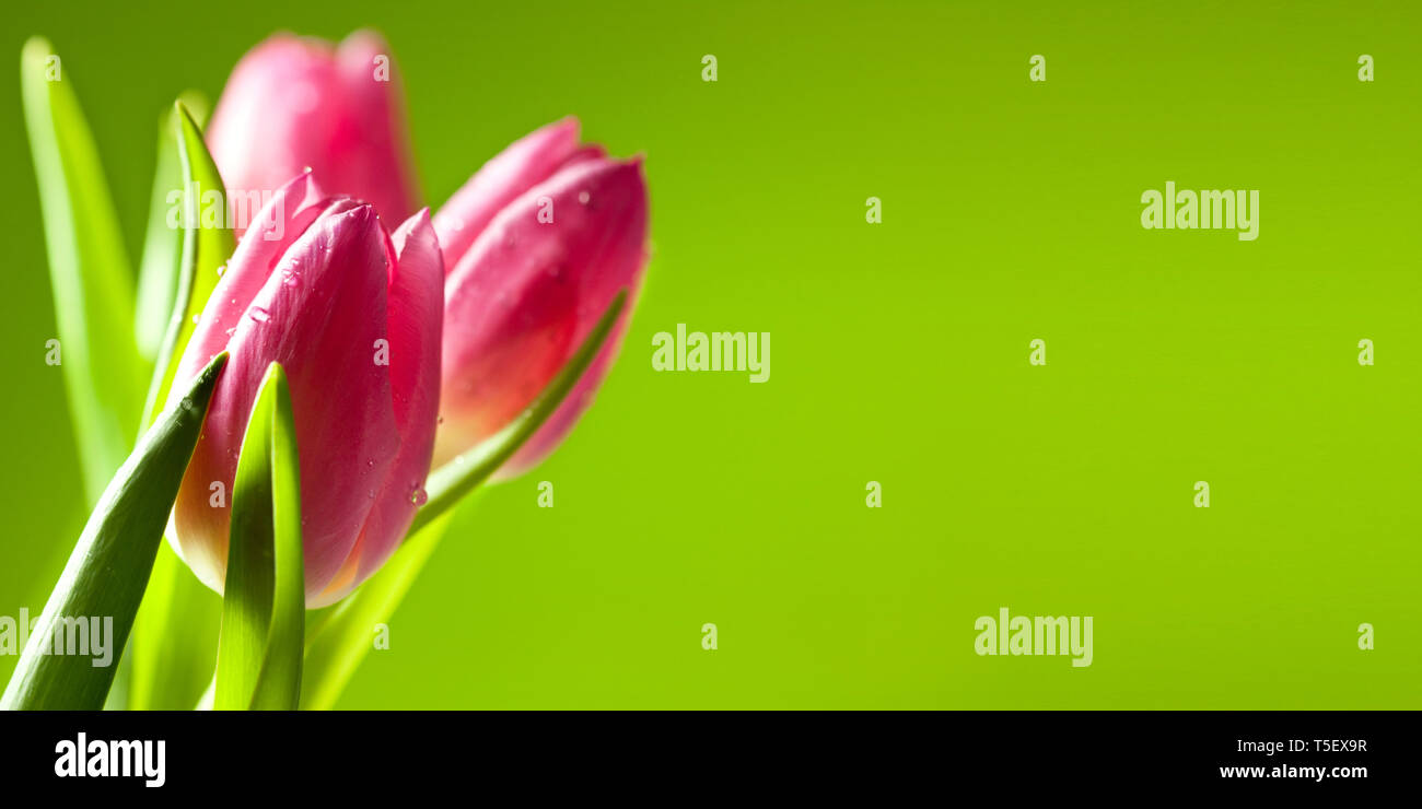 colorful spring flower background with copy space - beautiful pink tulips on bright green background Stock Photo
