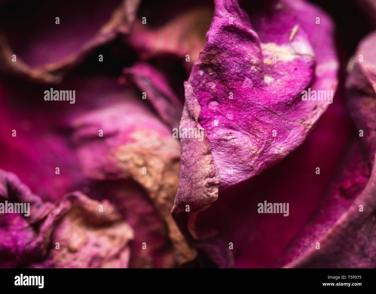 Faded pink rose hi-res stock photography and images - Alamy
