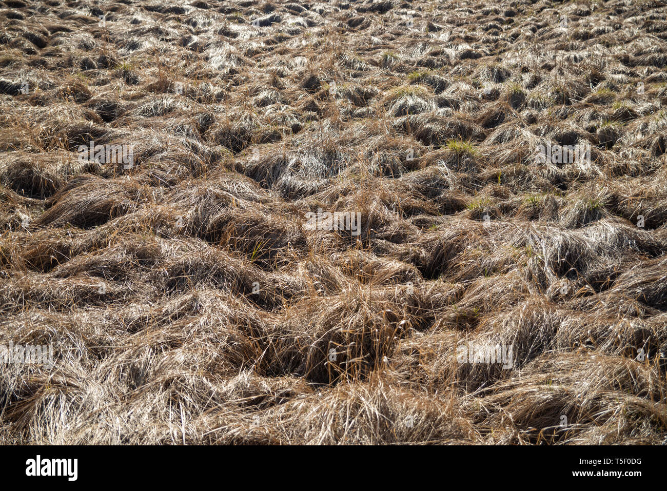 Dry grass in the meadow, fire hazard, drought threatens to fire