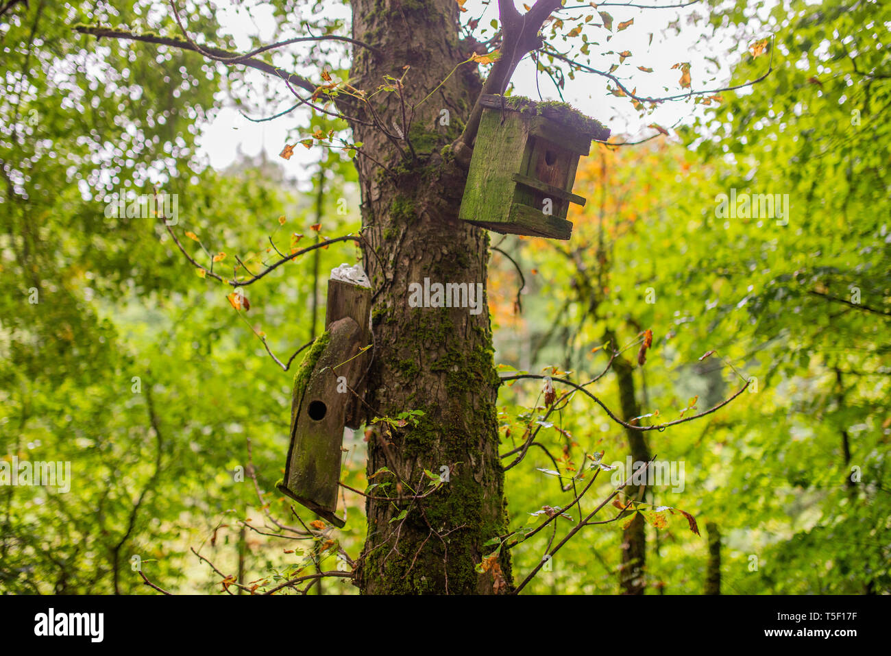 Birdhouse on a tree in the forest, among trees, nesting box, breeding period of birds, bird protection Stock Photo
