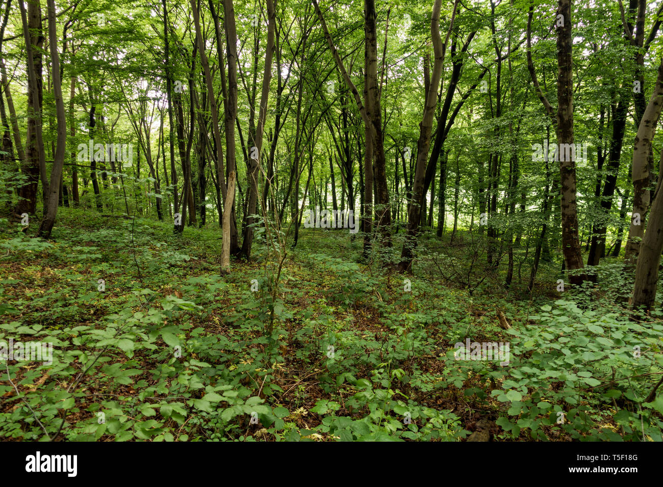 Lush vegetation of temperate deciduous forest in Limburg, South of Netherlands. Stock Photo