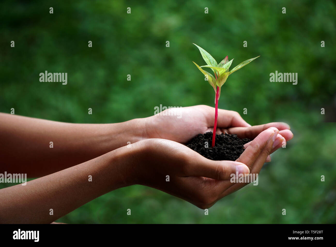 Human Hands Holding Green Plant With Soil Over Nature Background Stock ...