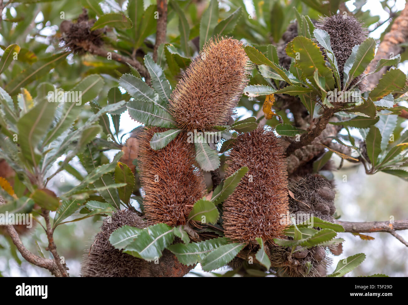 Brown flowering native Australian shrub Coastal Banksia or Banksia Intergifolia. Stock Photo
