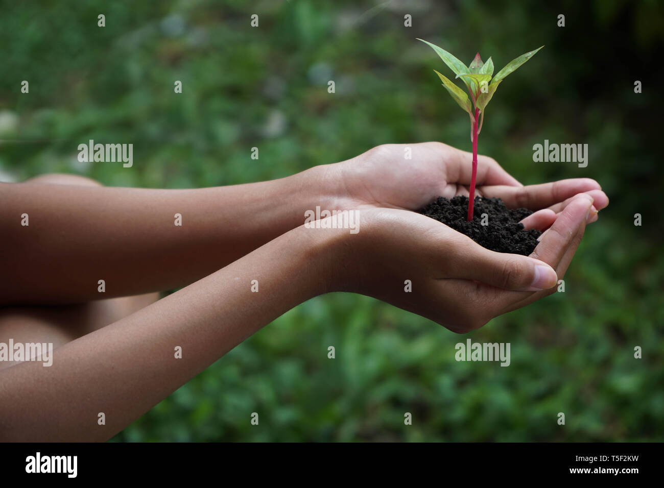 Human Hands Holding Green Plant With Soil Over Nature Background Stock ...