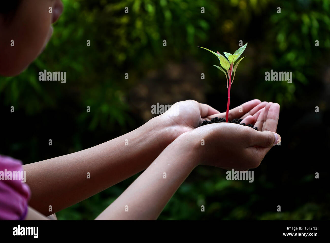 Human Hands Holding Green Plant With Soil Over Nature Background Stock ...