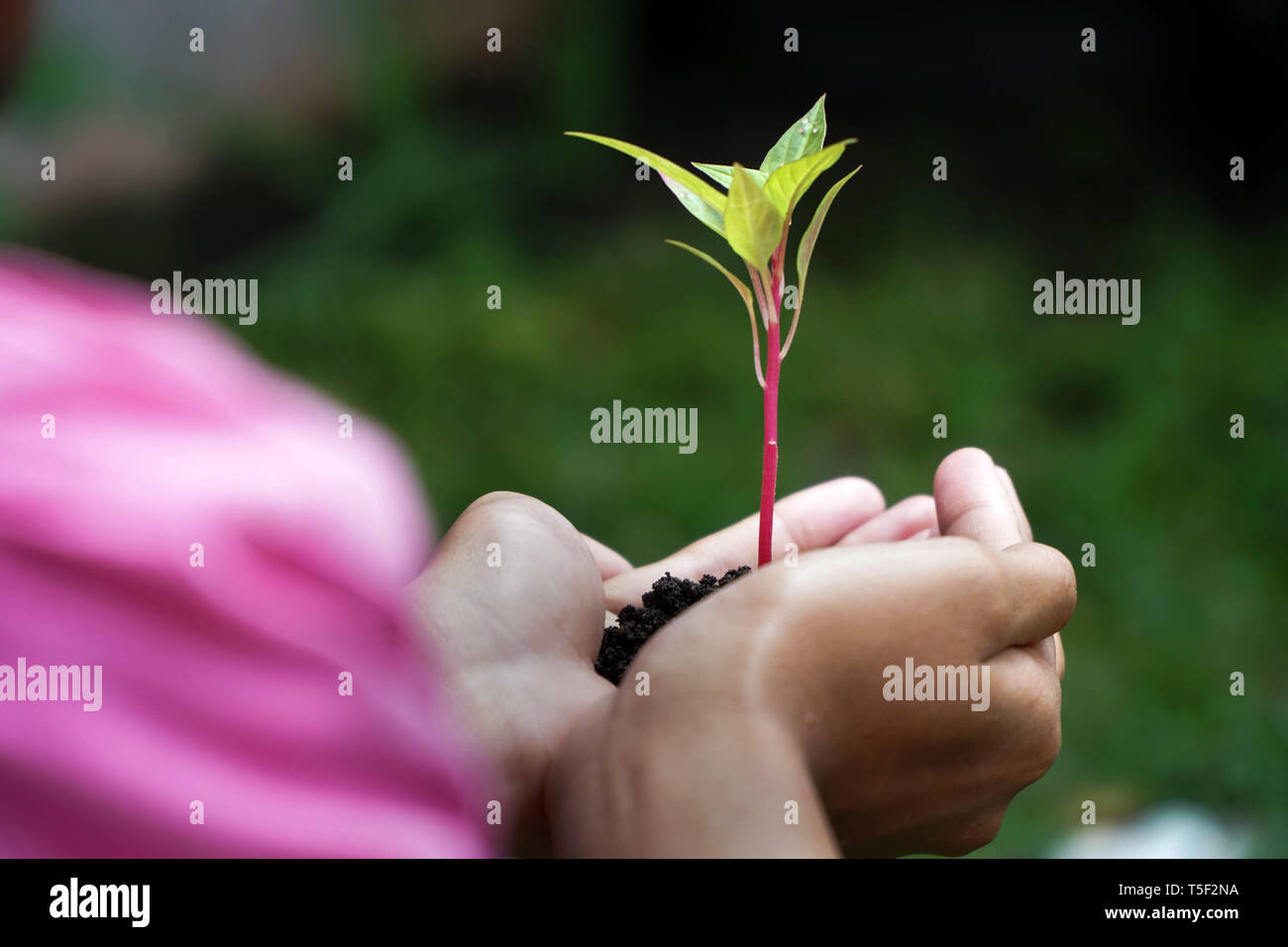 Human Hands Holding Green Plant With Soil Over Nature Background Stock ...