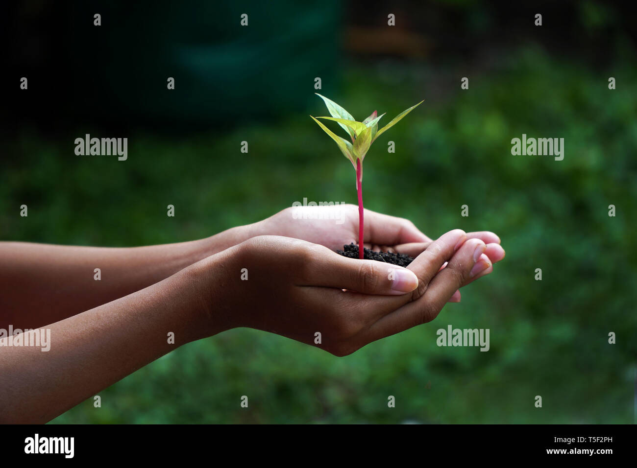 Human Hands Holding Green Plant With Soil Over Nature Background Stock ...