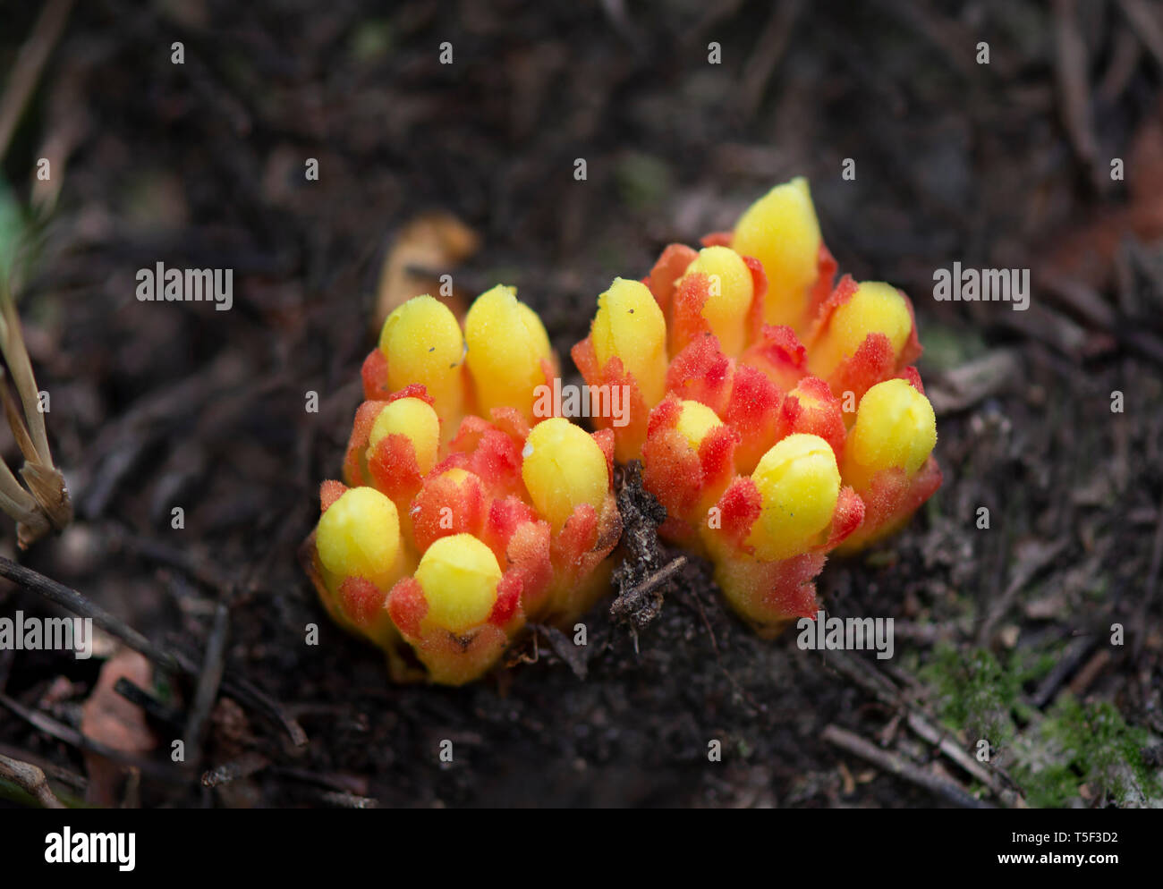 Cytinus hypocistis, ant-pollinated species, parasitic plant. Andalusia, Spain. Stock Photo