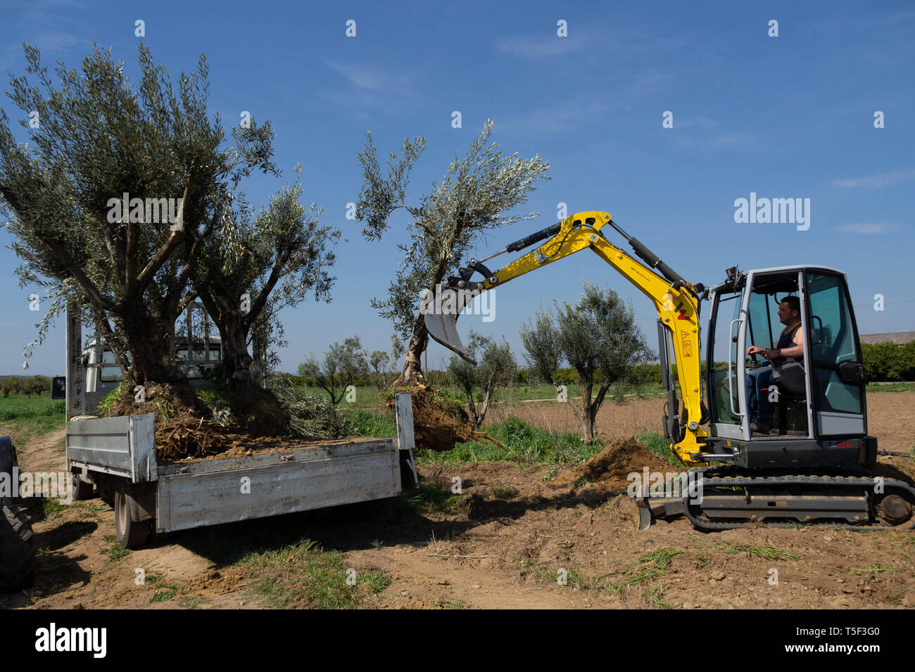 Olive trees in italy bacteria hires stock photography and images Alamy