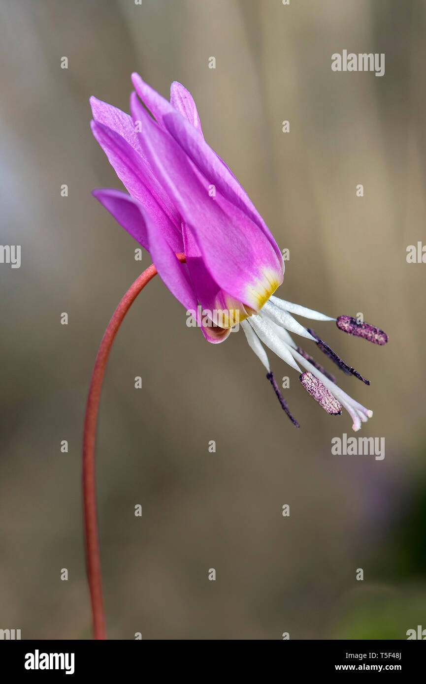 Dogtooth violet (Erythronium dens-canis), lily family (Liliaceae), Switzerlandspring,springtime,pink,flower head,petals, Stock Photo