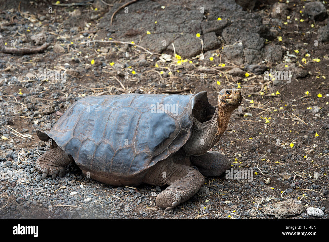 Galapagos giant tortoise (Geochelone nigra hoodensis) with a pronounced saddleback carapace, anta Cruz Island, Galapagos Islands, Ecuador Stock Photo