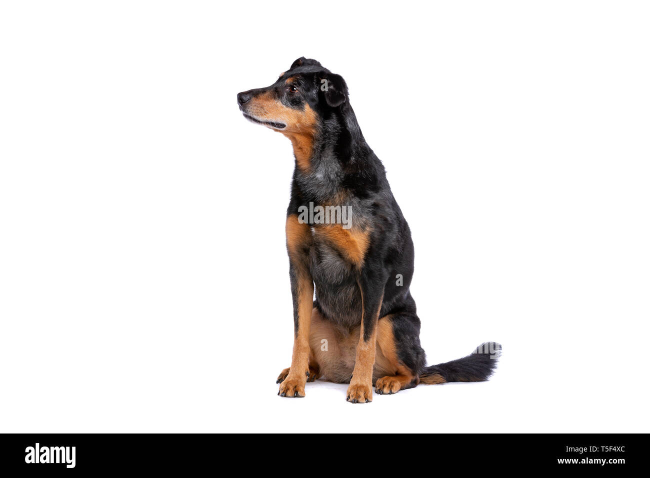 French shorthaired shepherd 2025