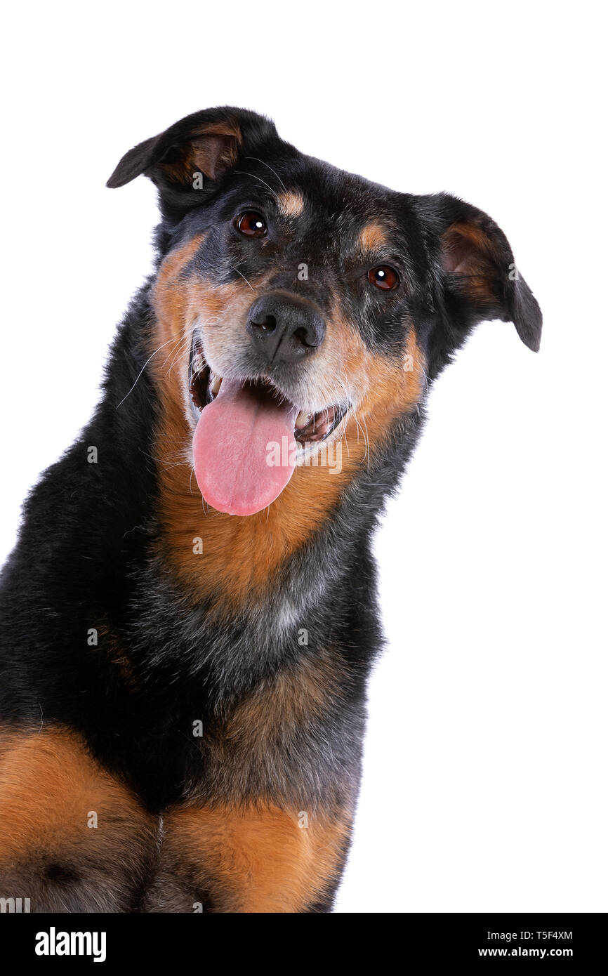 Beauceron Or French Short Haired Shepherd In Front Of A White
