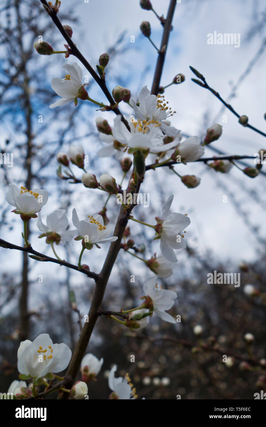 apple tree flowers in blossom Stock Photo