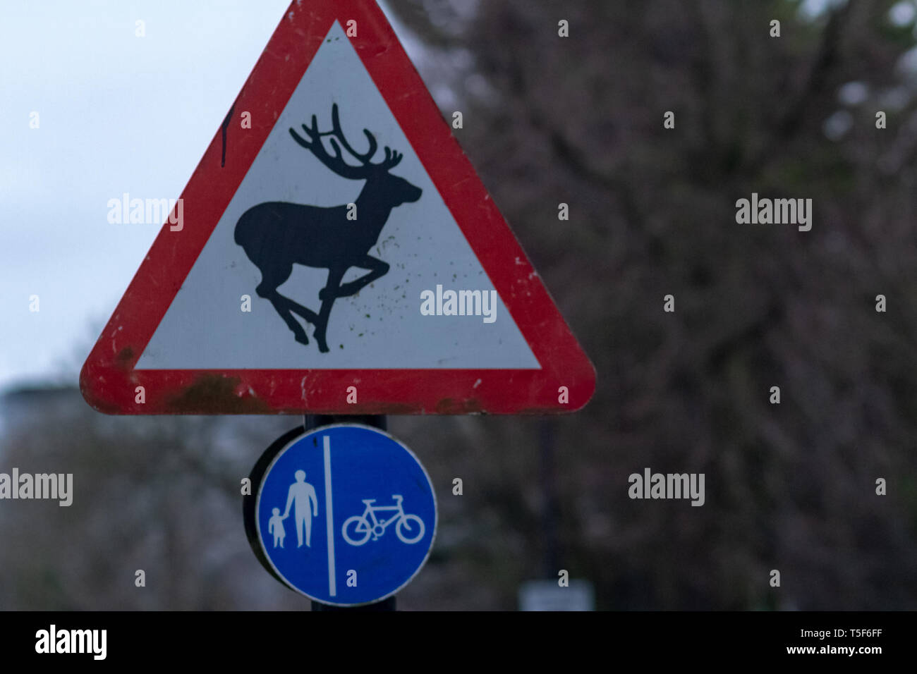 Two road signs - Warning animals and separate lanes for pedestrians and cyclists Stock Photo