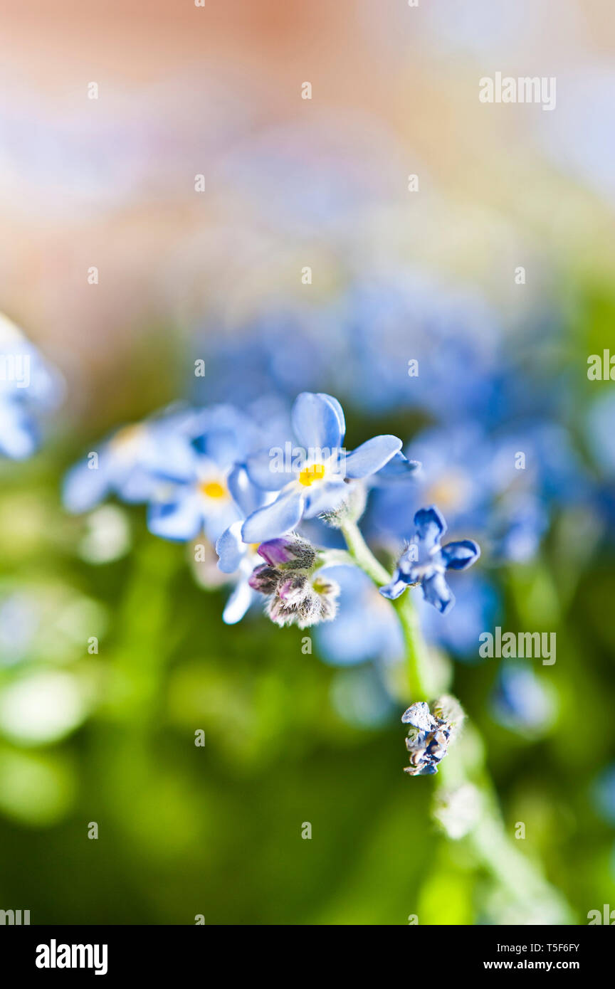 forget-me-not flowers in a meadow Stock Photo
