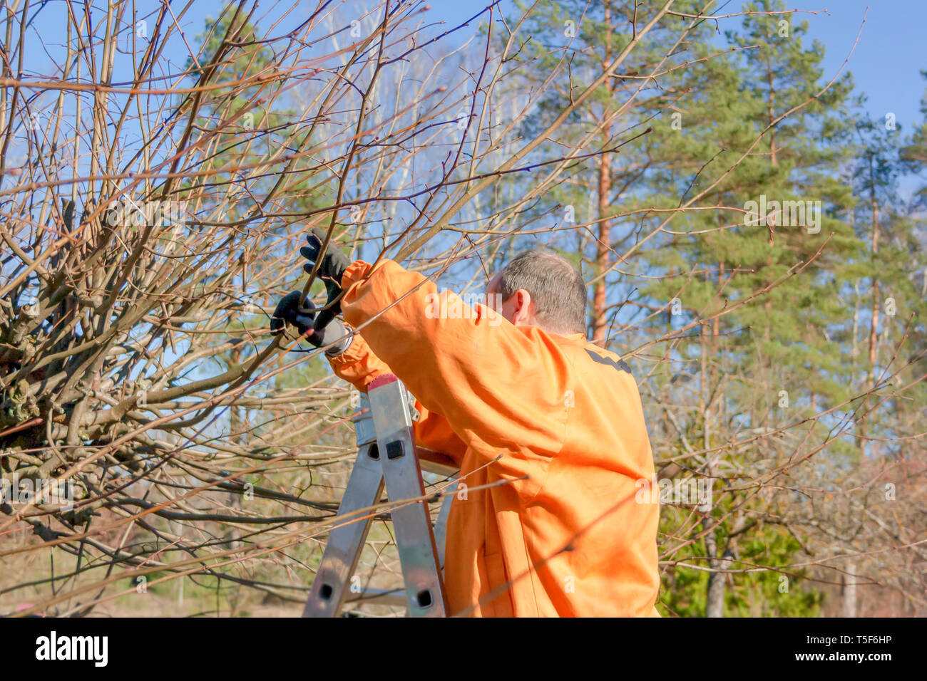 A tree surgeon cuts a tree from a stairway in sunny spring. Stock Photo
