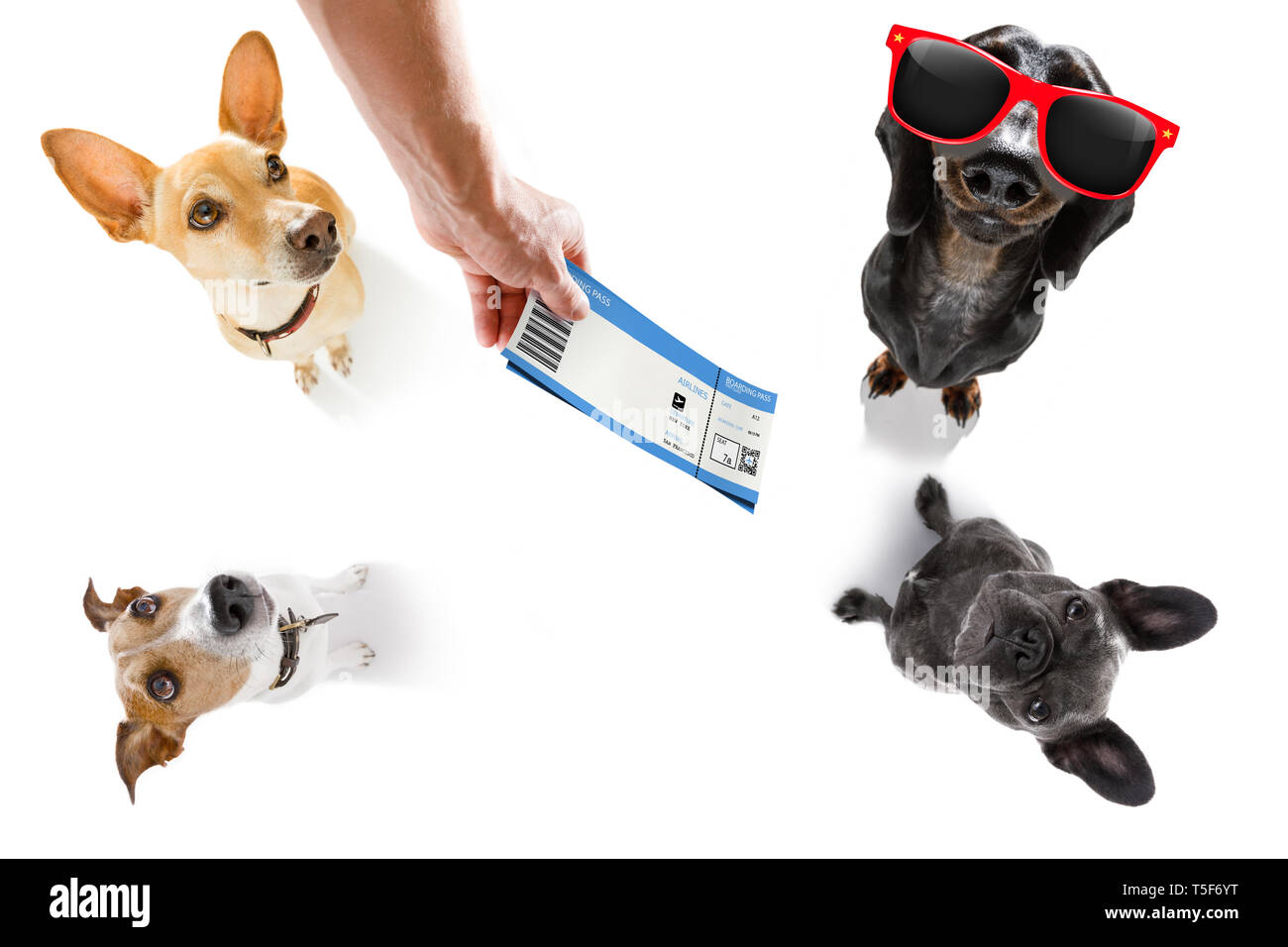 Tag dog owner gate cheap