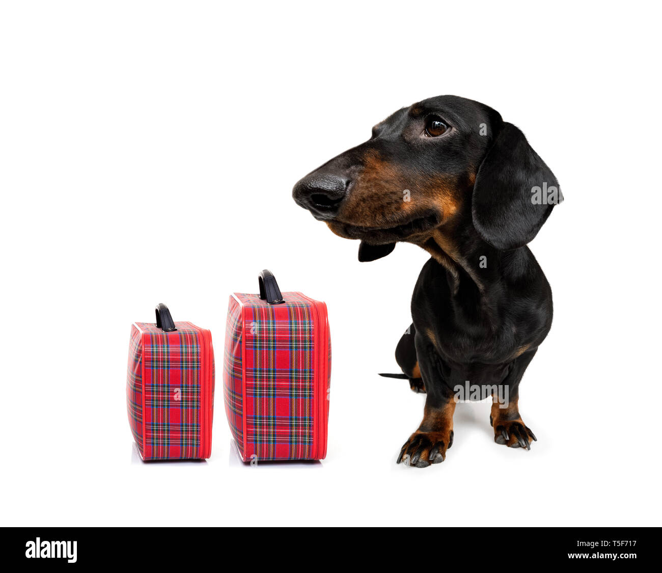 dachshund luggage set