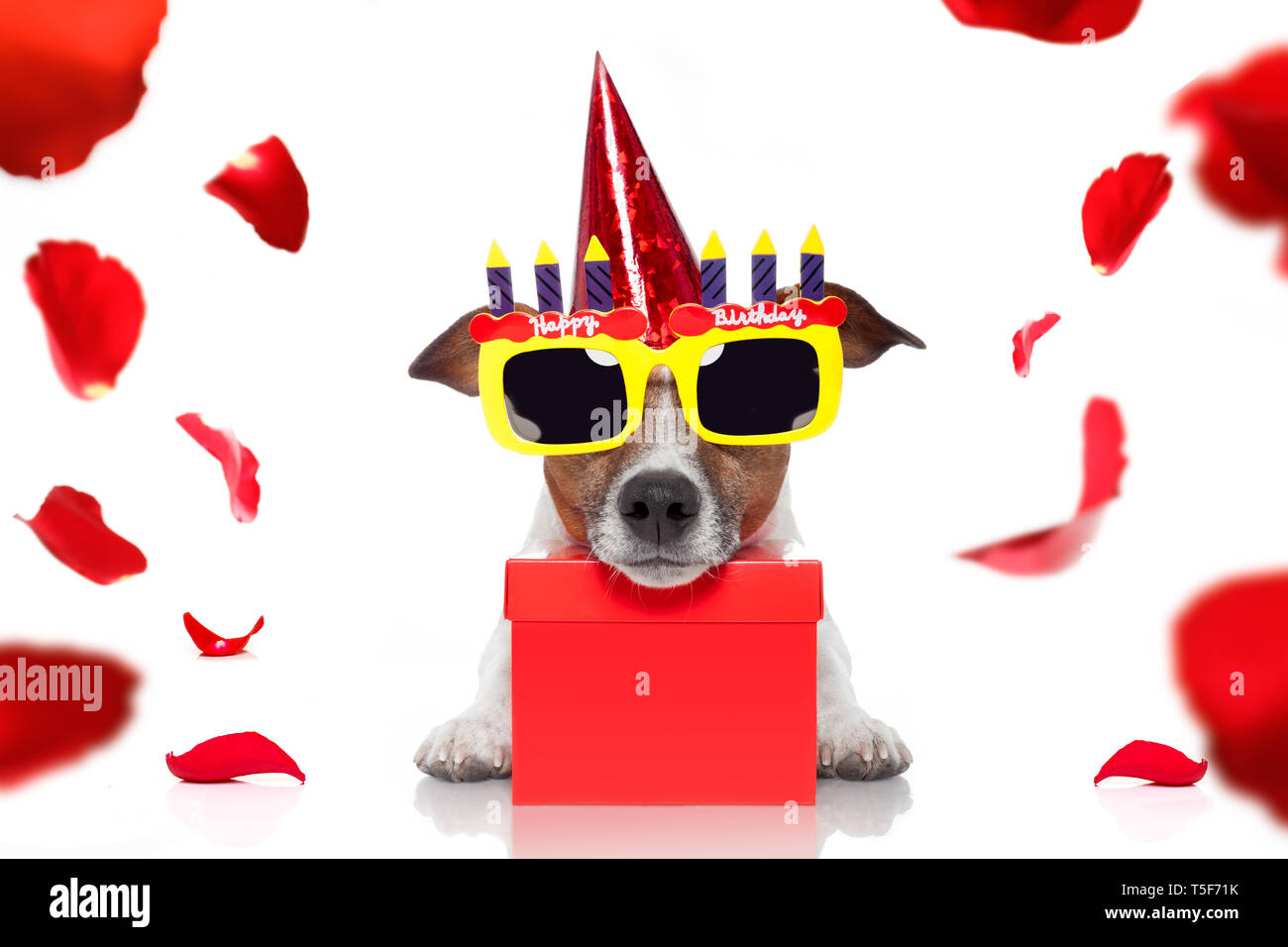 happy birthday jack russell dog with a present or gift with lots of roses  flying around in love for valentines or aniversary, isolated on white backg  Stock Photo - Alamy