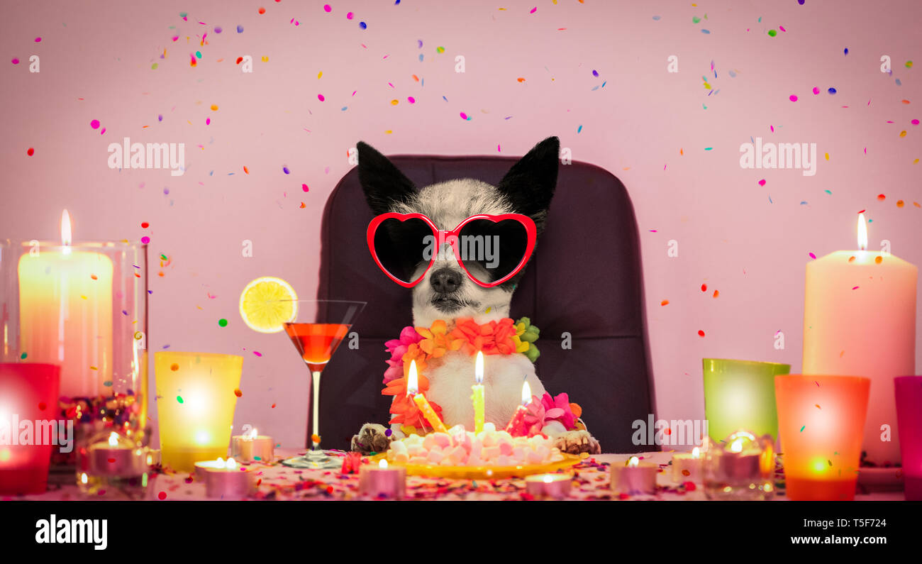 happy birthday poodle dog with lots of confetti in love for valentines ...
