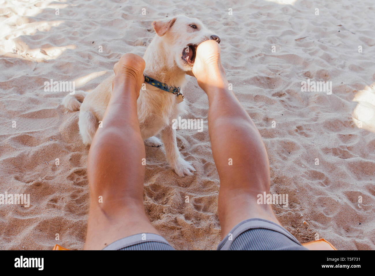 Why Does My Dog Try To Bite My Feet