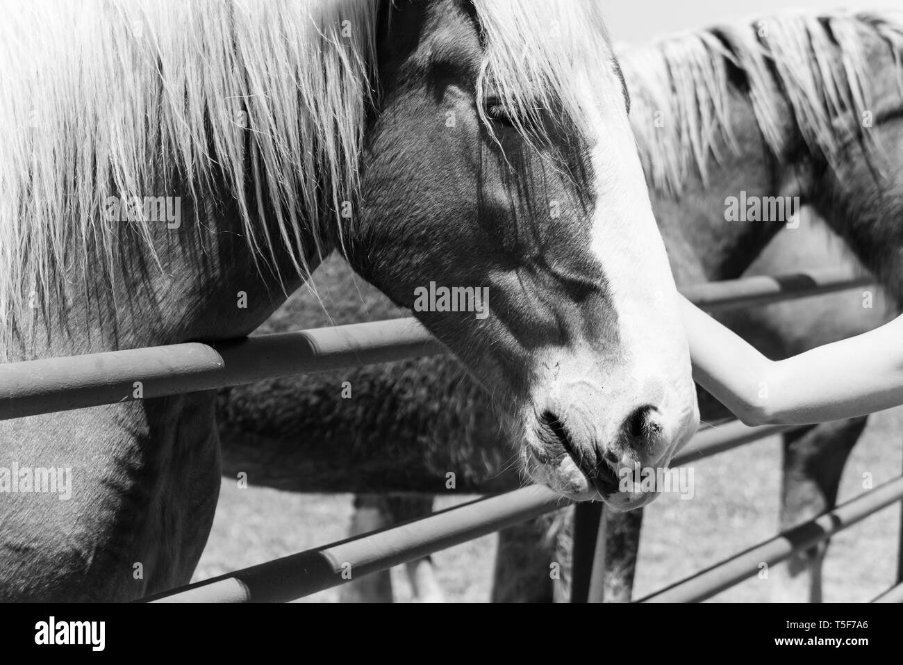 Vintage tone close-up the hands of young lady touching the Holland Draft Horse. Female hand stroking a brown Dutch stallion head. Tenderness, caring f Stock Photo