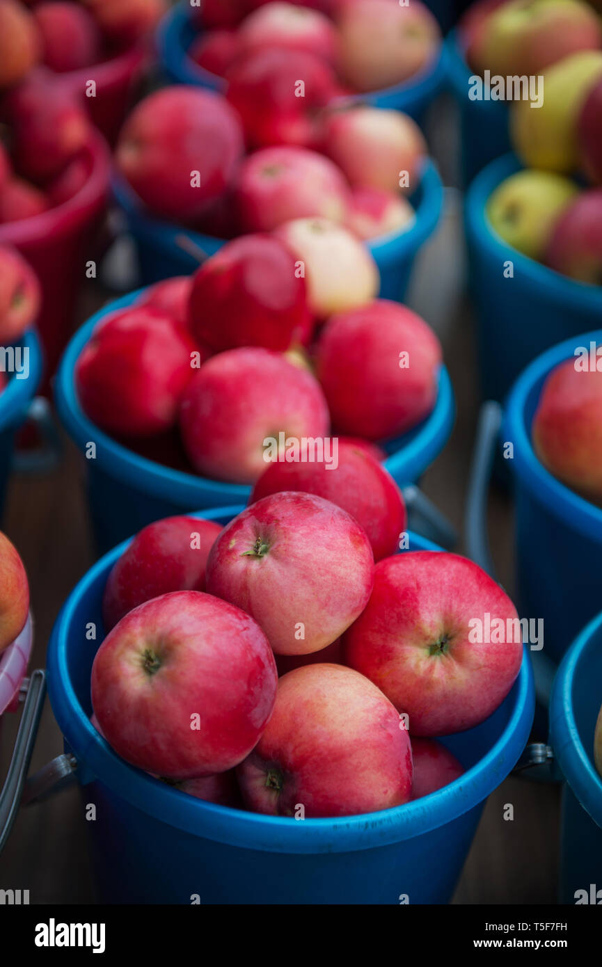 Red ripe apples in bucket Stock Photo - Alamy