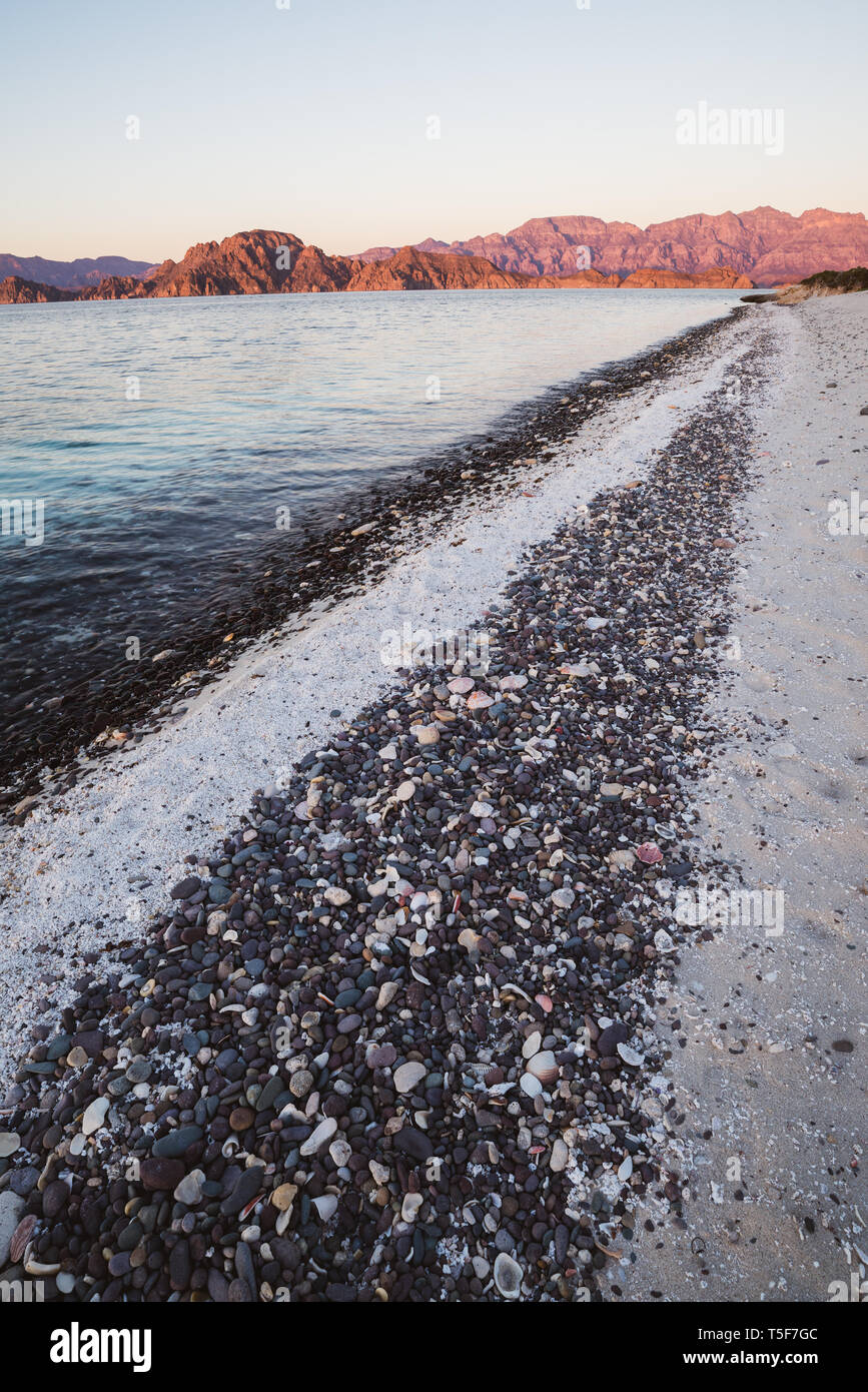Gulf of mexico seashells hires stock photography and images Alamy