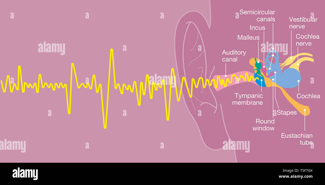 Human ear anatomy with captions, medically accurate 3D illustration with sound wave Stock Photo