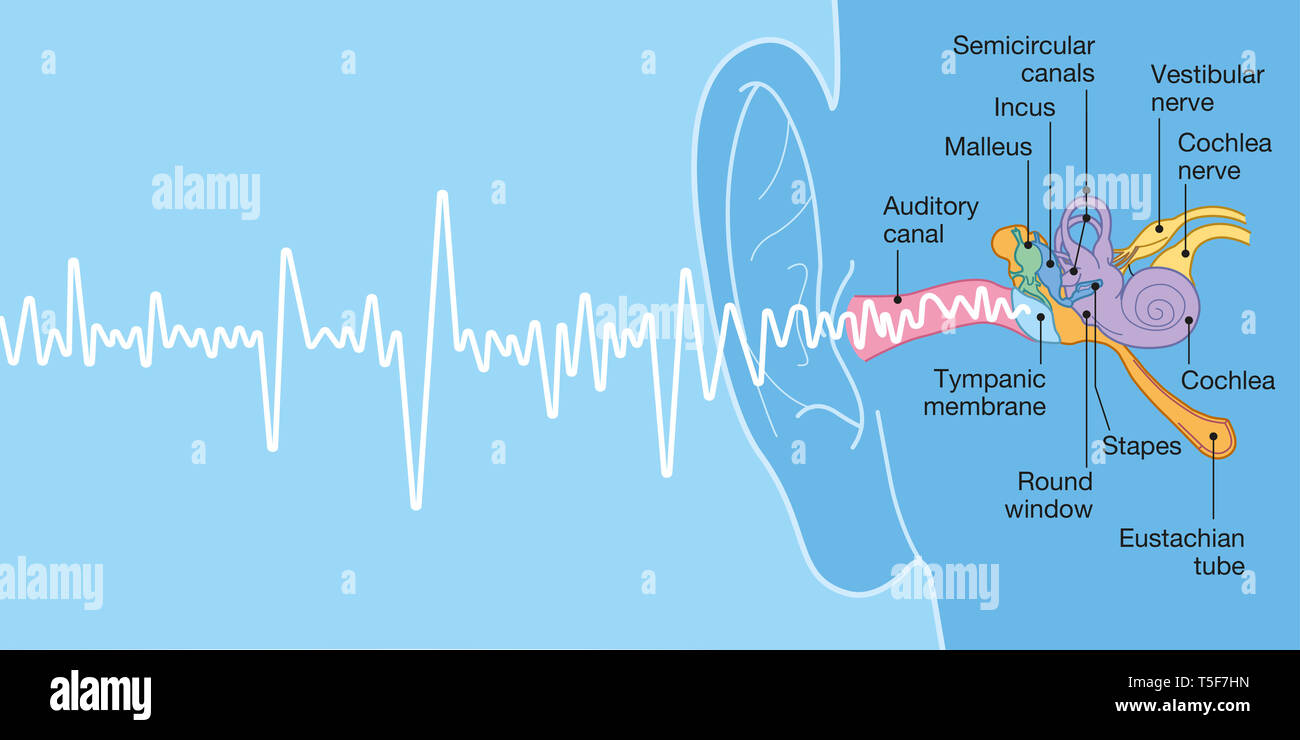 Human ear anatomy with captions, medically accurate 3D illustration with sound wave Stock Photo