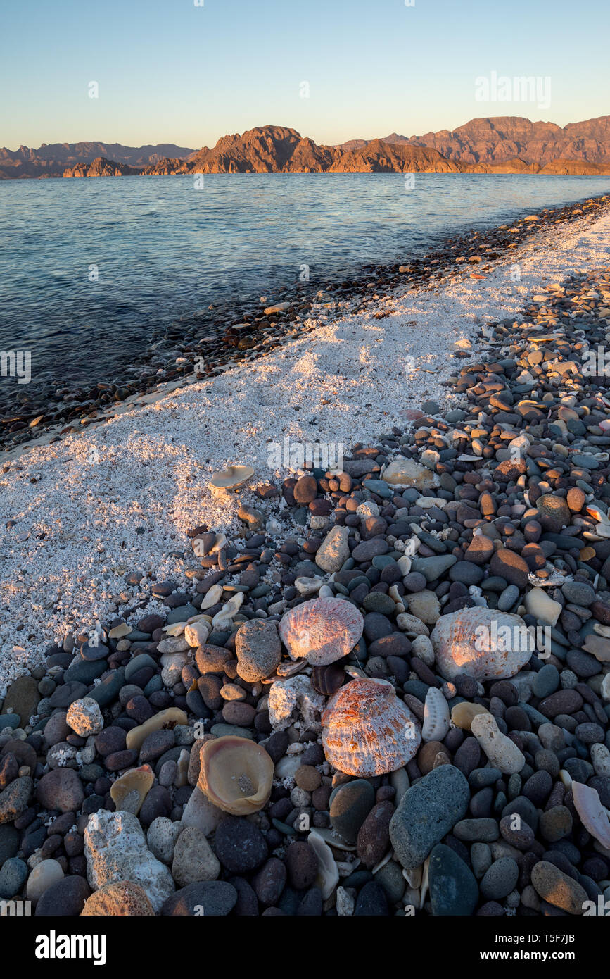 Baja Shell Gulf Of Mexico Seashells High Resolution Stock Photography and Images ...