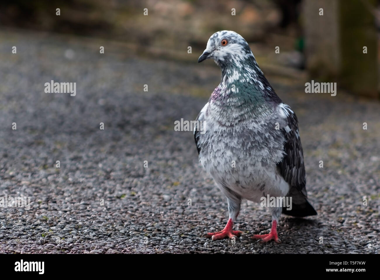 Close up of a pigeon standing on tarmac Stock Photo