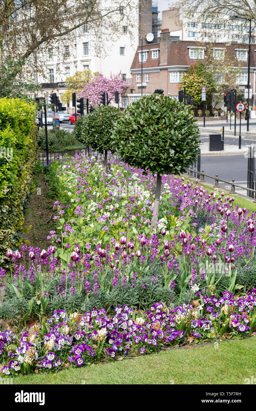 Hyde park spring flowerbed with tulips. City of Westminster. London, UK Stock Photo