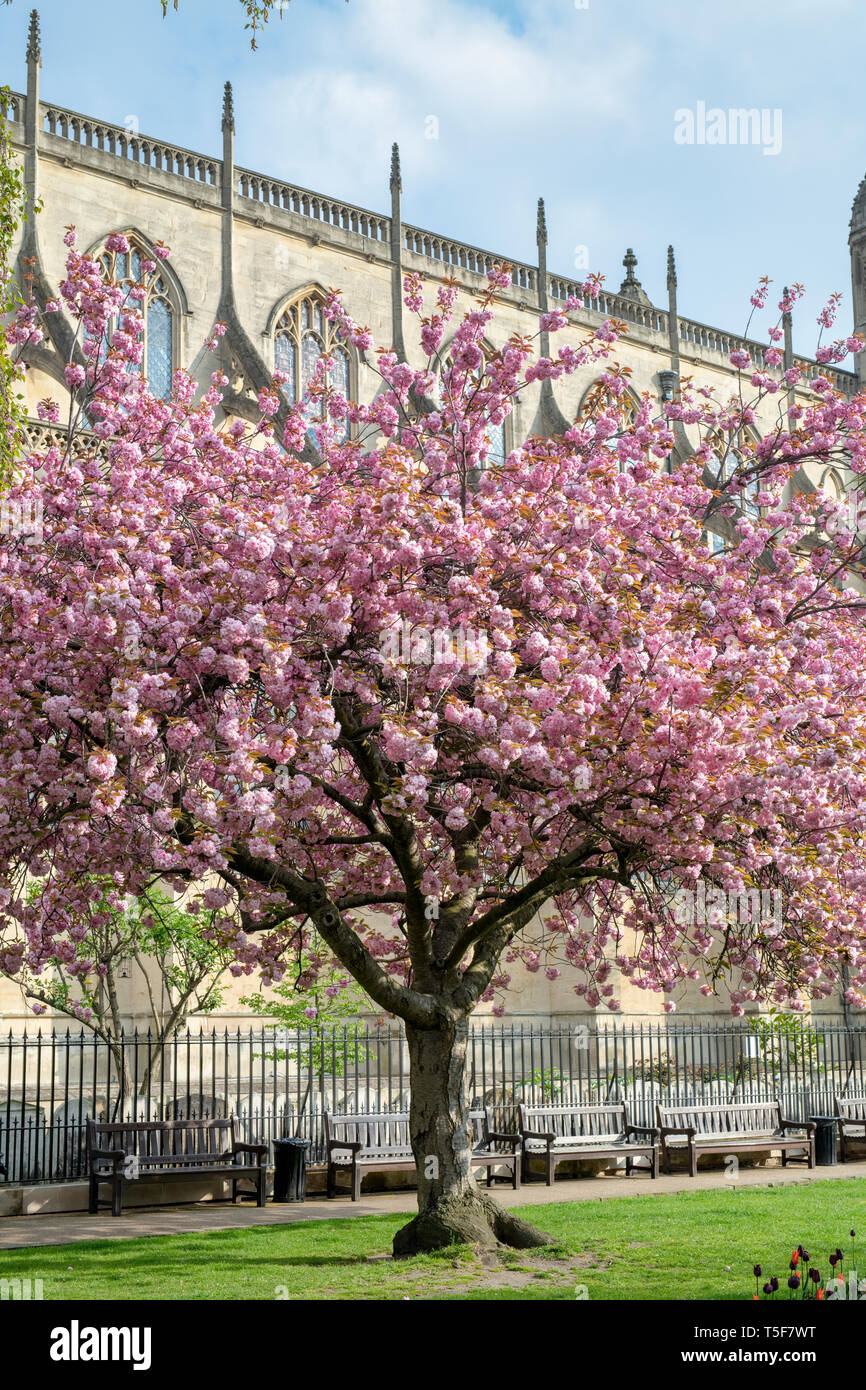 Prunus. Japanese Cherry tree blossom in spring outside St Lukes & Christ church gardens. Sydney Street, Chelsea, London, England Stock Photo