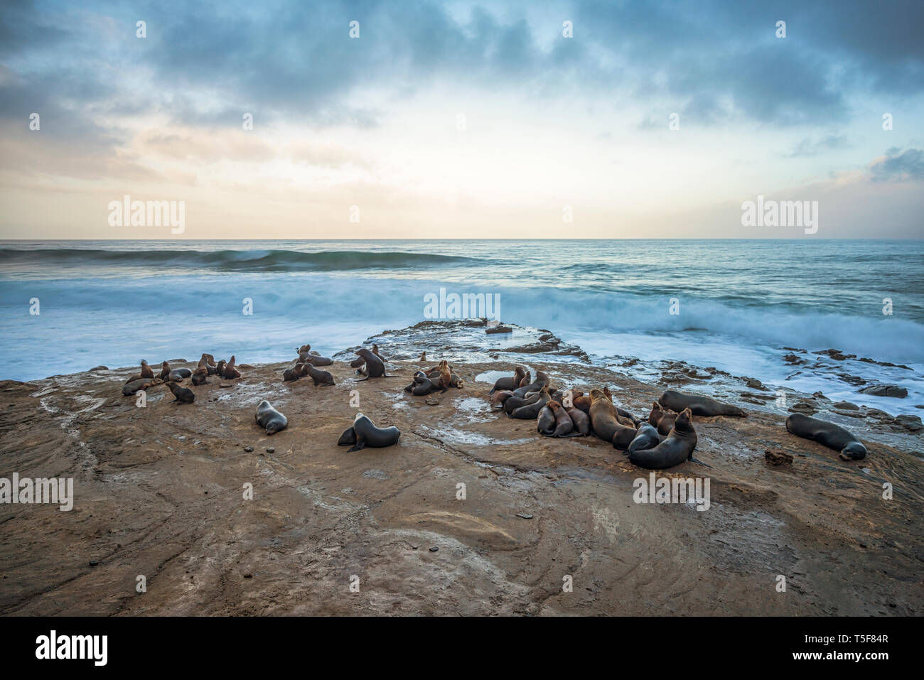 Group of seals on the La Jolla, California coast Stock Photo Alamy