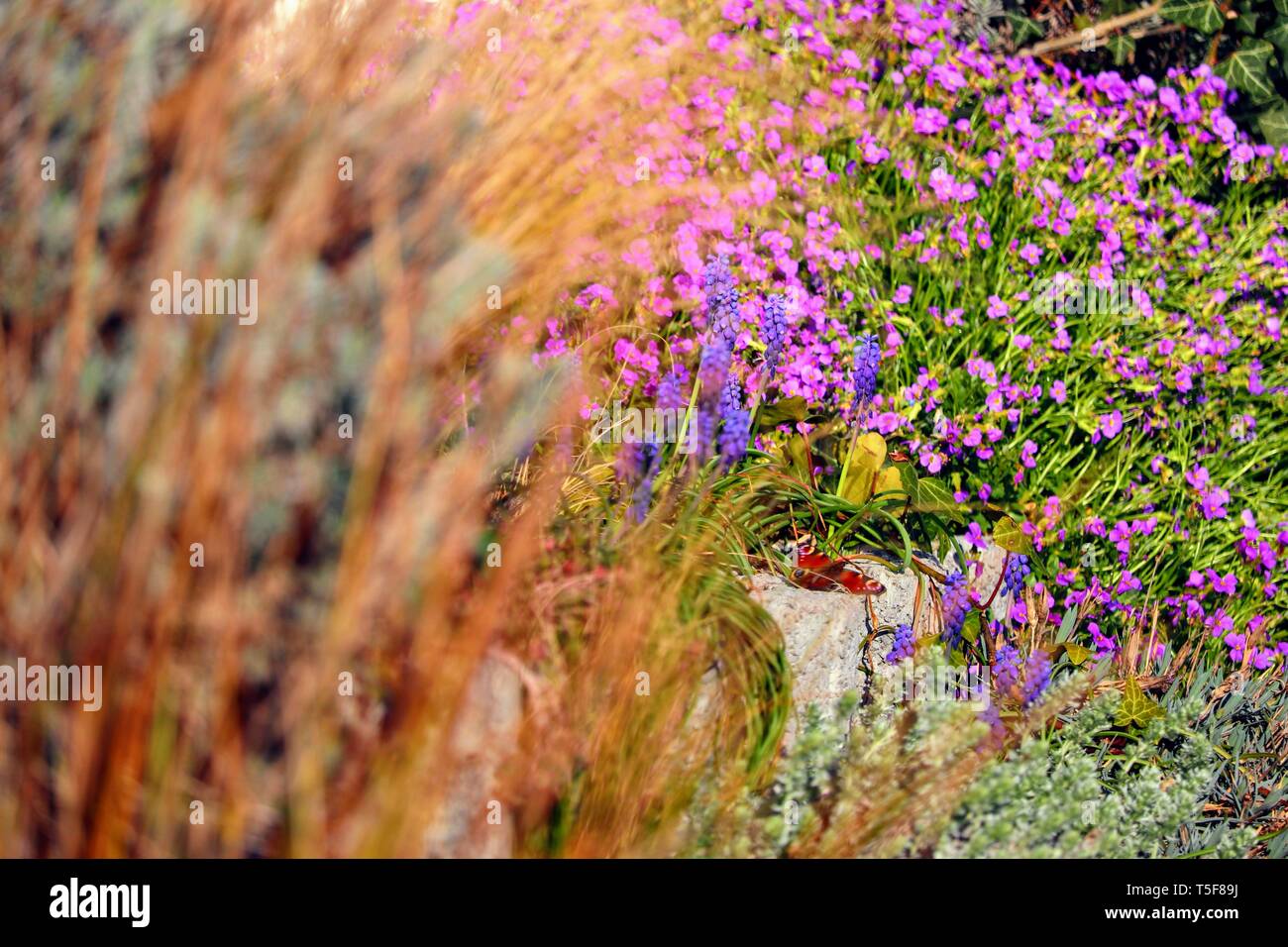 purple aubretia groundcover flower Stock Photo